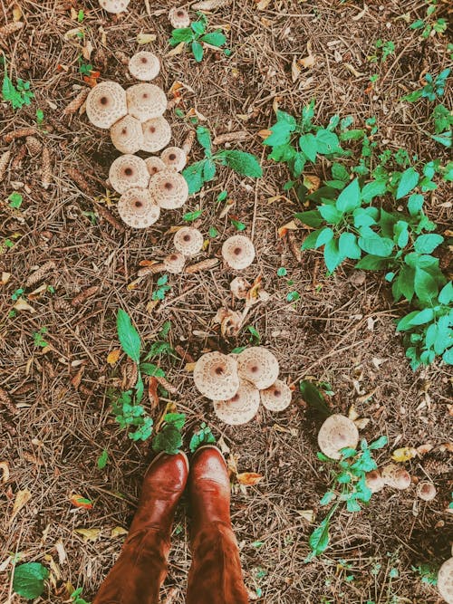 A Person Standing near the Mushrooms