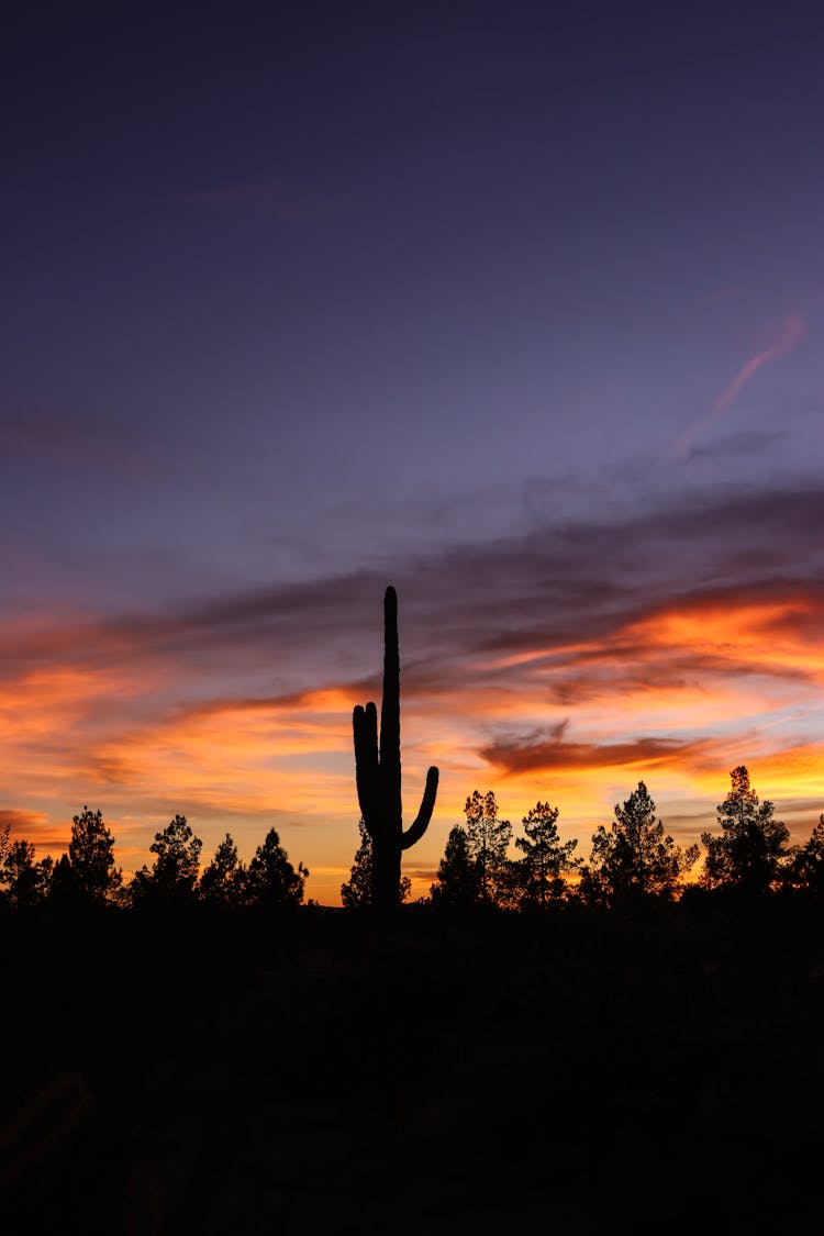 Silhouette Of Cactus During Sunset