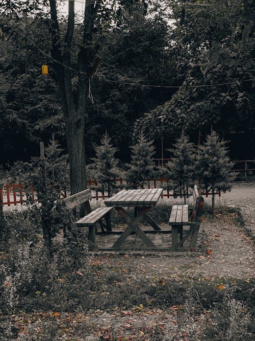 Brown Wooden Picnic Table and Benches Surrounded by Trees