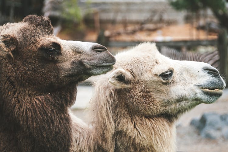 Two Brown Camels