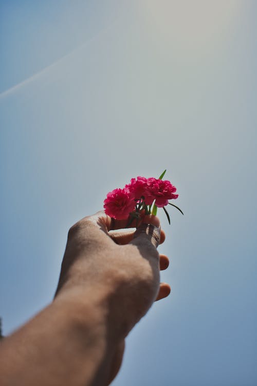 Close-up of Person Holding Flower against Blue Sky