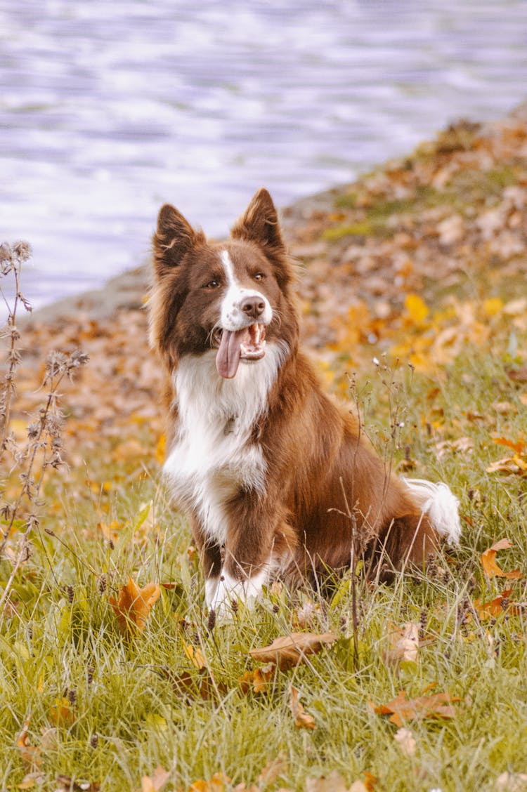 Dog Sitting On Grass