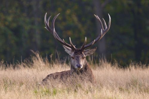 Free Majestic red deer resting in a peaceful grass field with natural calm vibes. Stock Photo