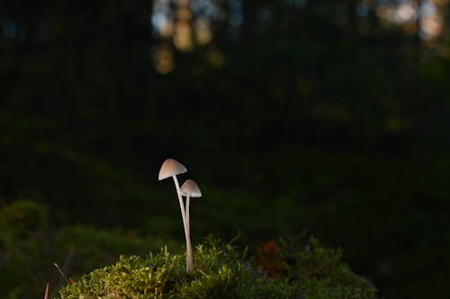 Close-up Shot of Mushrooms