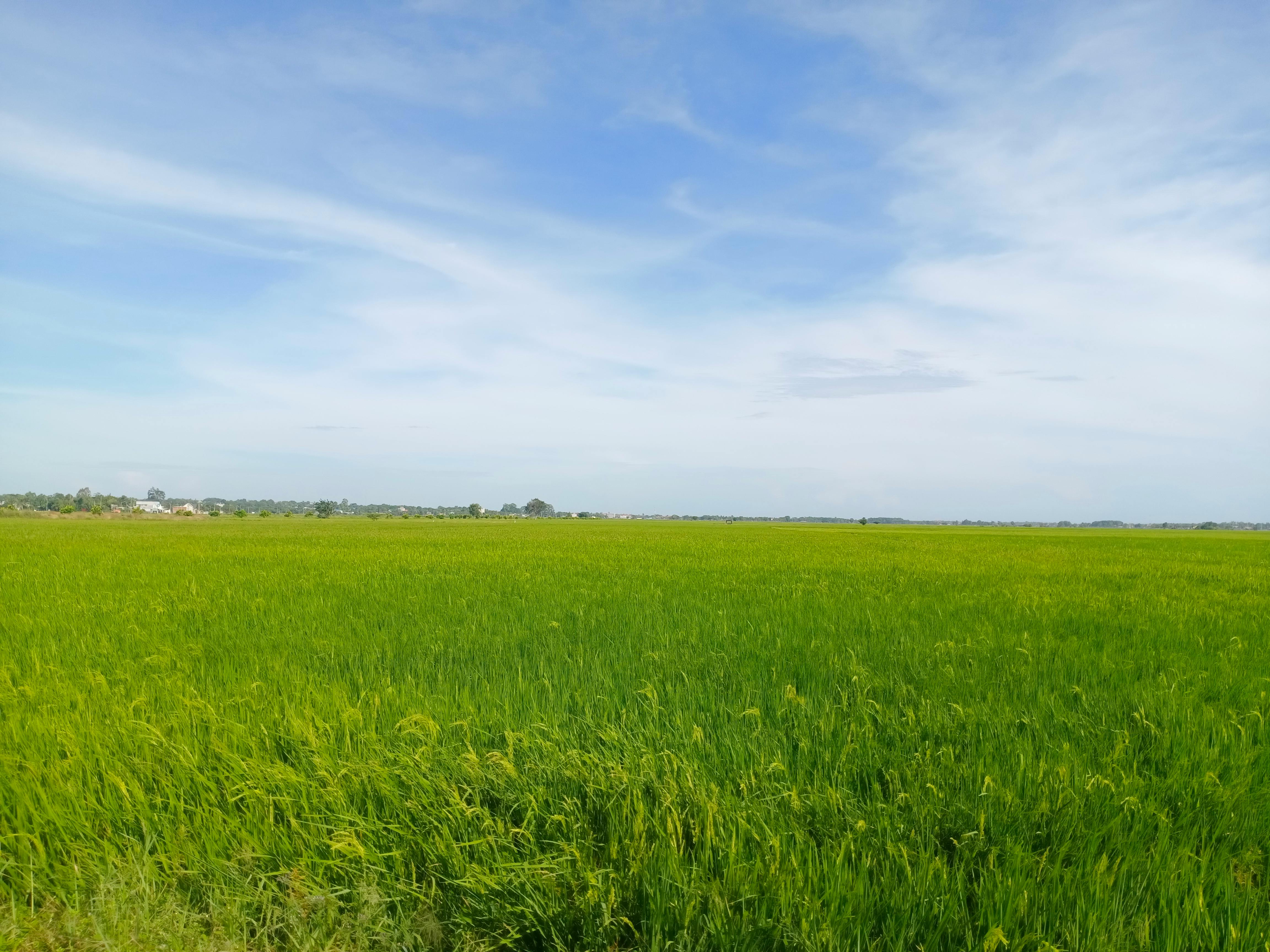 Rice Field View Photos, Download The BEST Free Rice Field View Stock ...