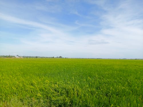 Kostnadsfria Kostnadsfri bild av äng, gräsfält, grönt fält Stock foto