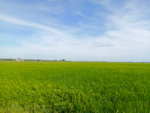 Free Vast green rice field under a clear blue sky, perfect for nature backgrounds. Stock Photo