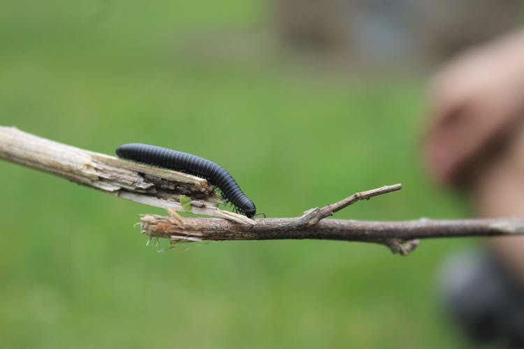 A Black Caterpillar Crawling On Stick