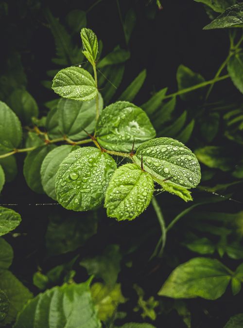 Free Detailed shot of green leaves with water droplets, highlighting nature's beauty. Stock Photo
