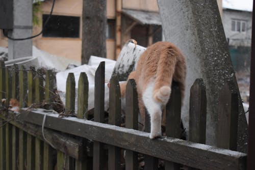 Free stock photo of artificial snow, domestic cat, falling snow