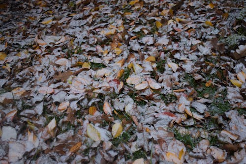 Základová fotografie zdarma na téma padající sníh, podzimní listí, zasněžené
