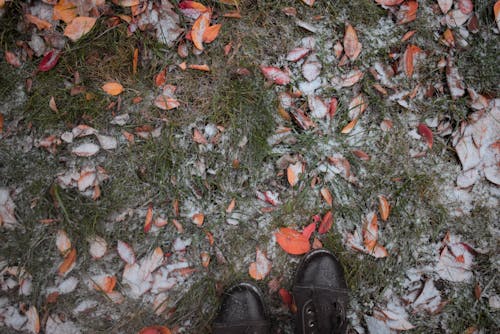 Free stock photo of artificial snow, fall leaves, falling snow