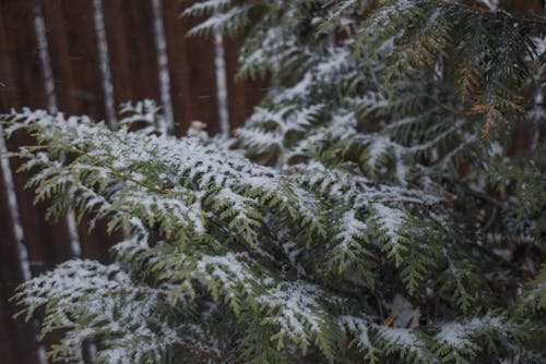 Free stock photo of artificial snow, autumn trees, falling snow