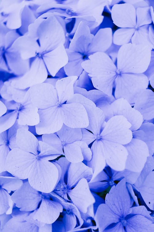 Imagine de stoc gratuită din a închide, floră, flori albastre