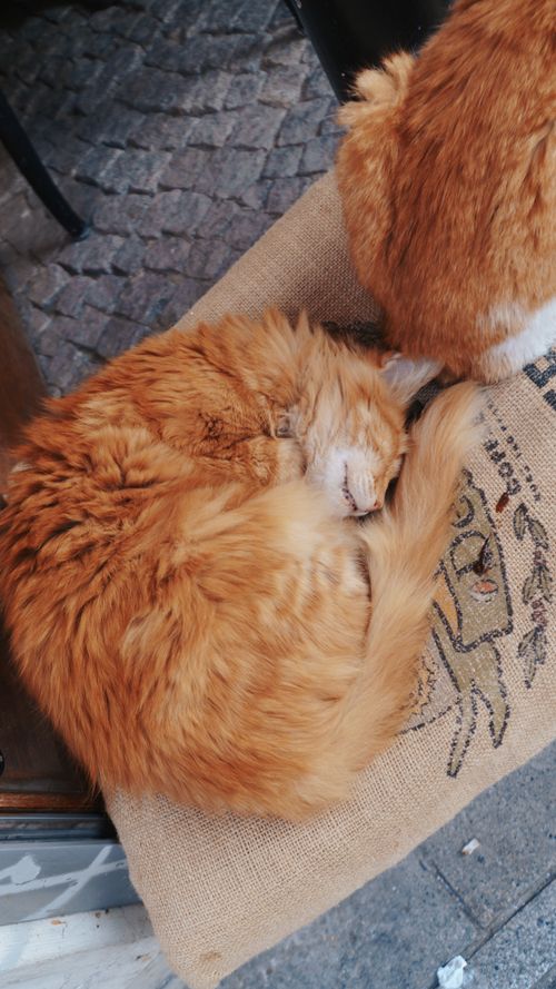 Free A peaceful ginger cat sleeps curled up on a burlap sack outdoors. Stock Photo