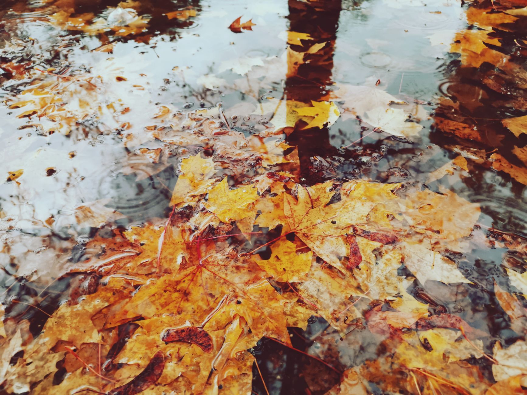 Wet autumn leaves on water reflecting trees, capturing a serene fall atmosphere.