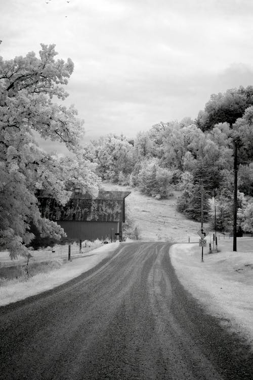 Foto d'estoc gratuïta de arbres, blanc i negre, carretera
