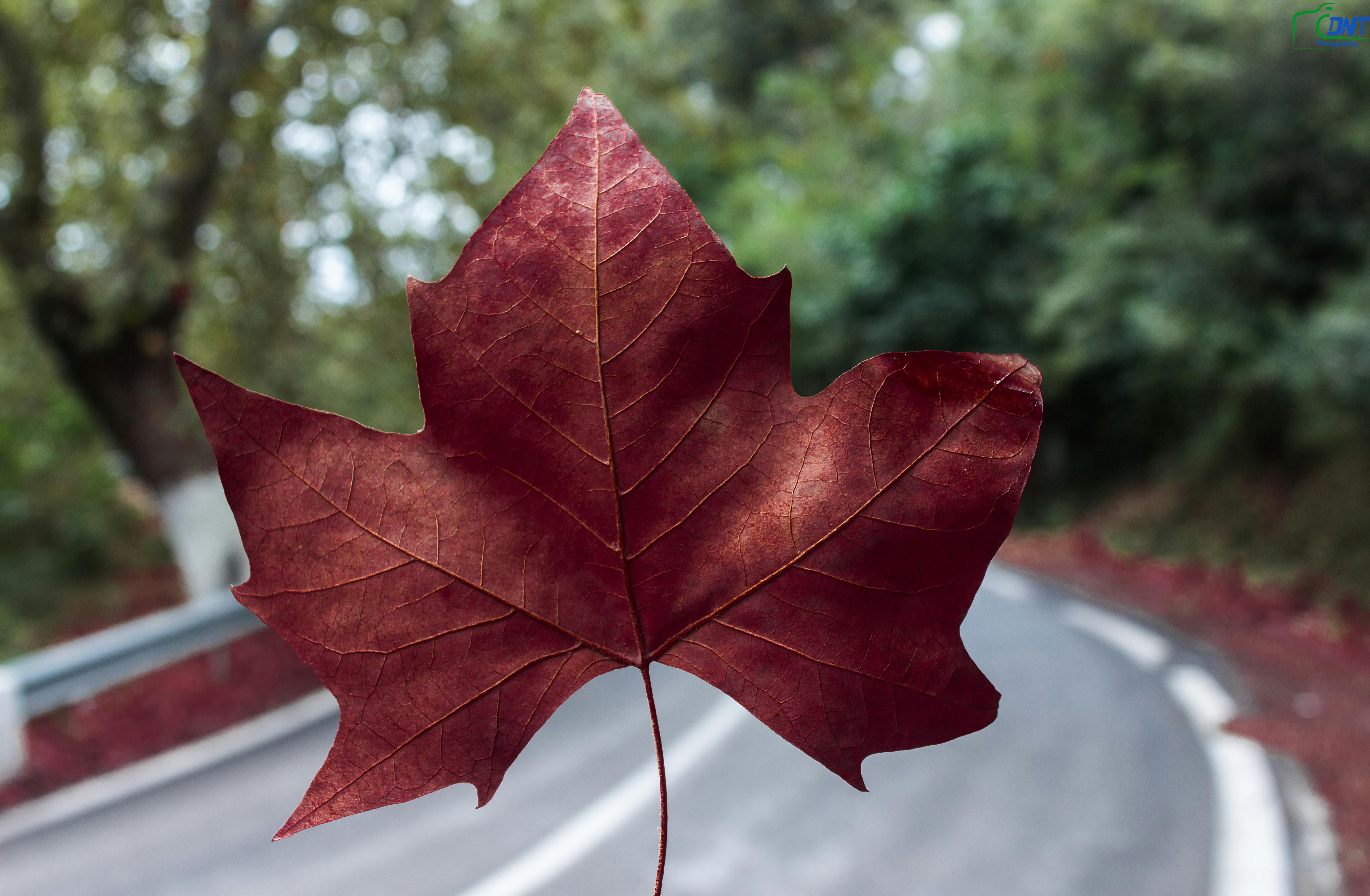 red maple leaf looking vine