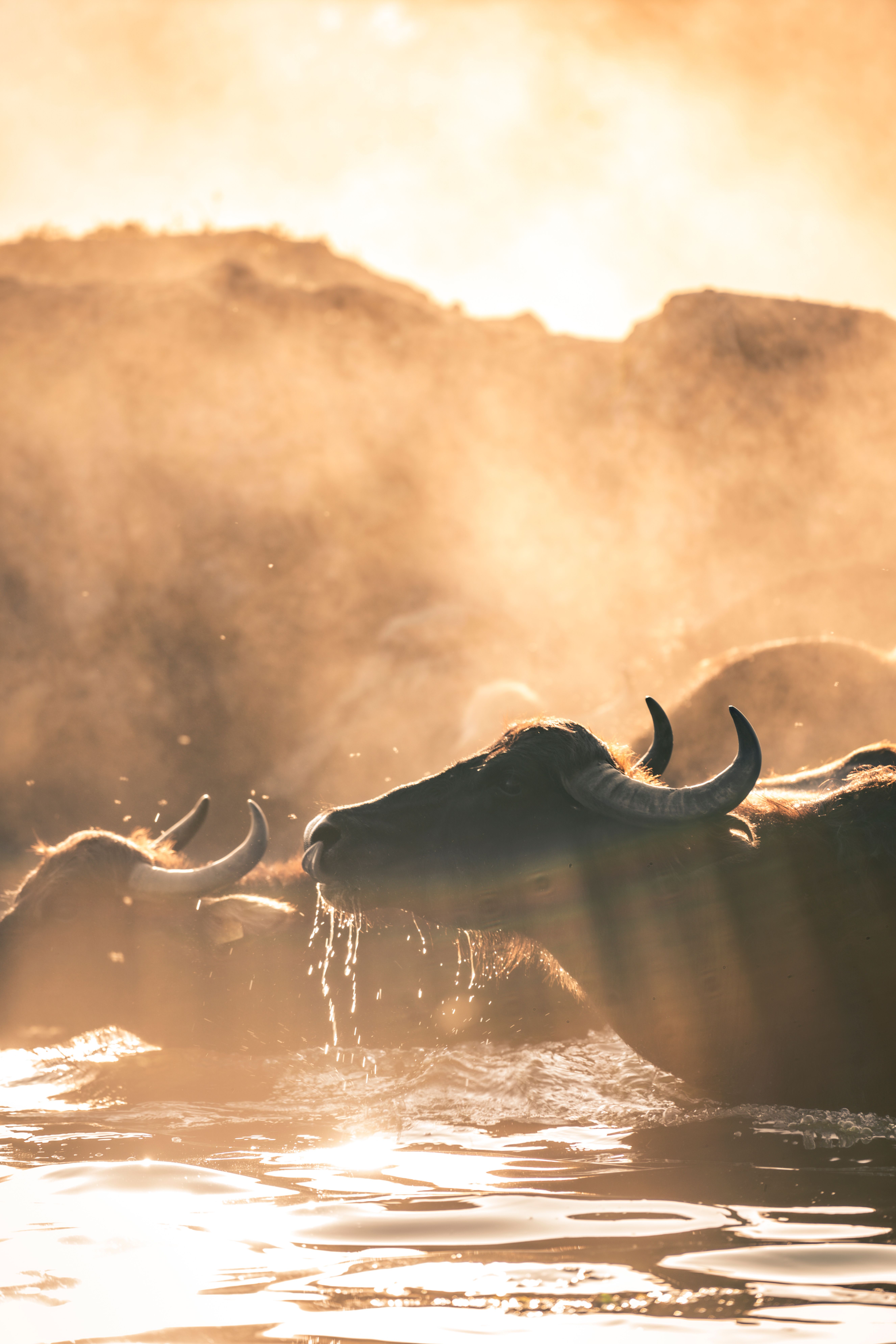 A herd of water buffaloes wading through water during a misty sunrise, silhouetted by warm light.