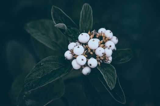 Red Osier Dogwood fruit