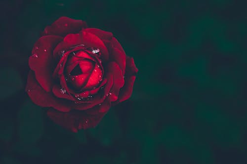 Red Rose on a Dark Background