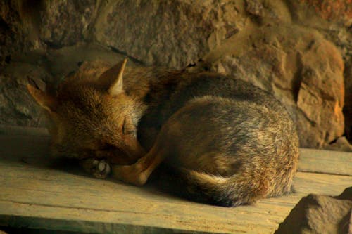 Free stock photo of baby dog, firefox, fox