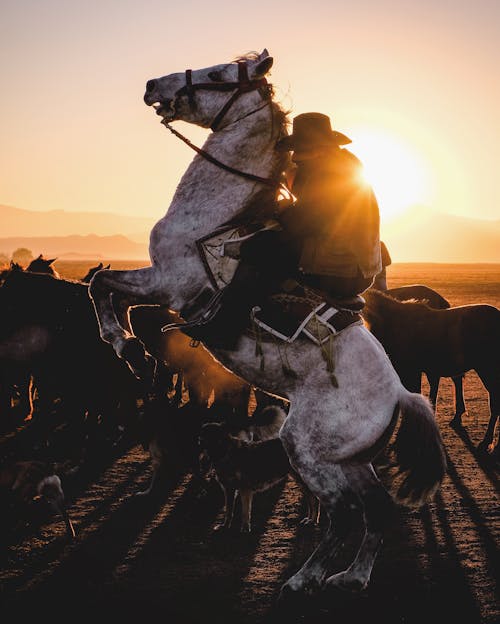 adam, arkadan aydınlatılmış, at içeren Ücretsiz stok fotoğraf
