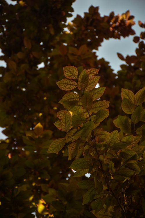 Free Warm-toned autumn leaves highlighted against a blue sky, capturing the beauty of fall foliage. Stock Photo