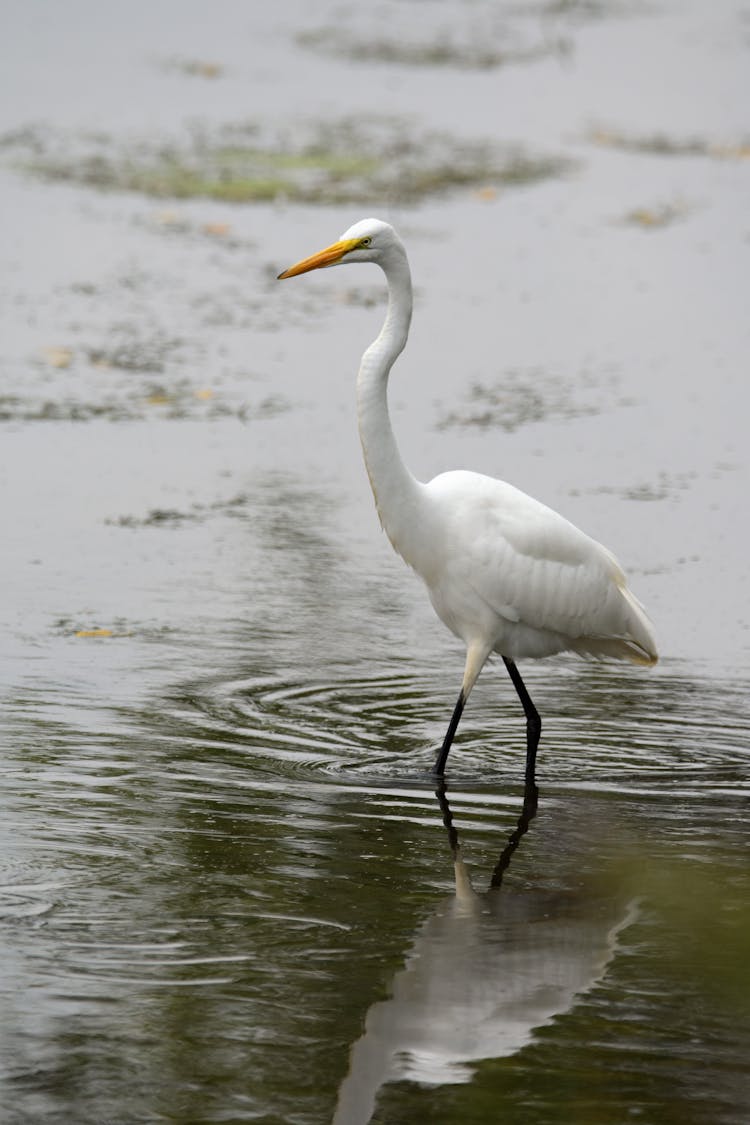 A Great White Egret