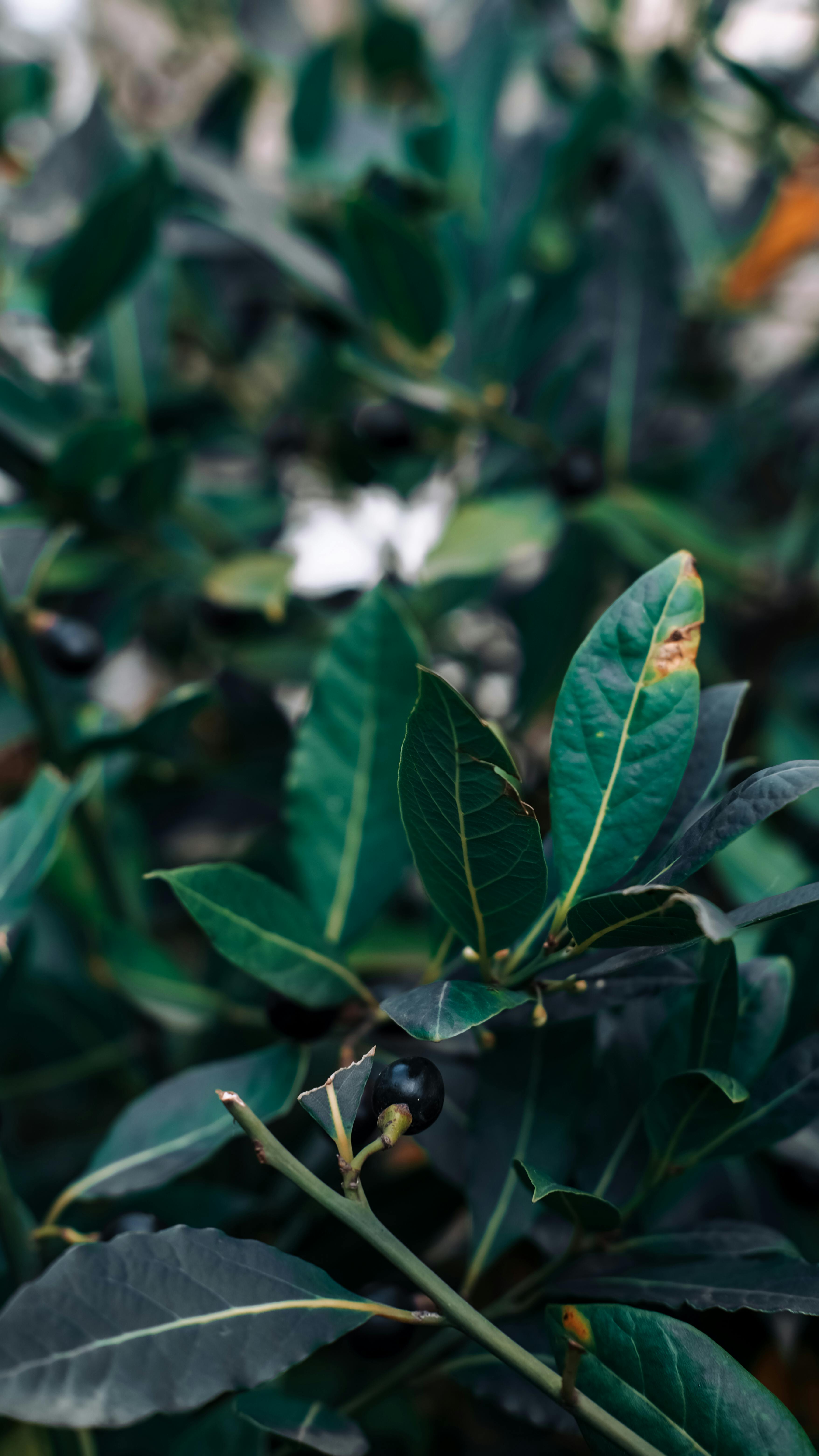 What's the best fruit spray?