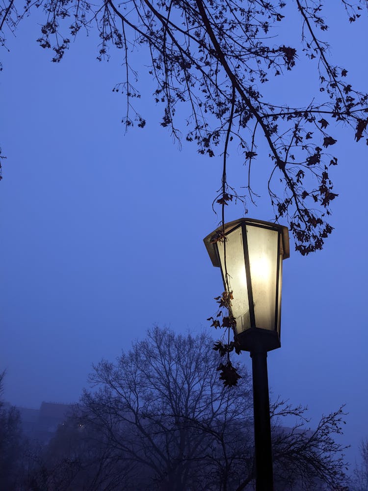 Vintage Streetlight And Trees