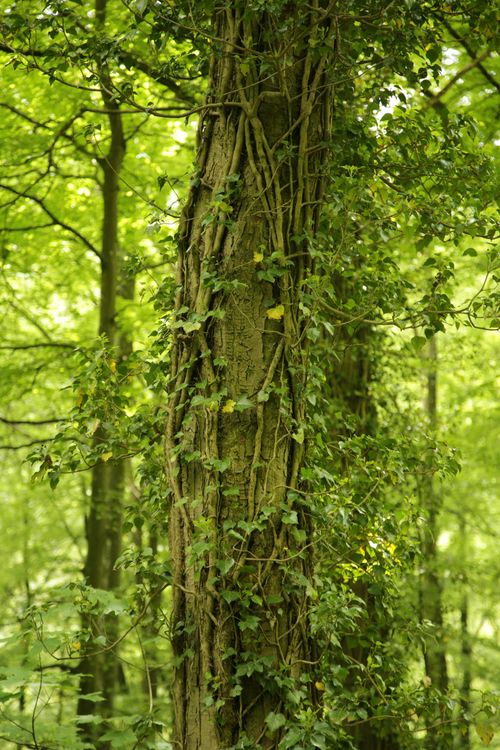 Free Close-up of a tree trunk covered in climbing ivy in a lush green forest setting. Stock Photo