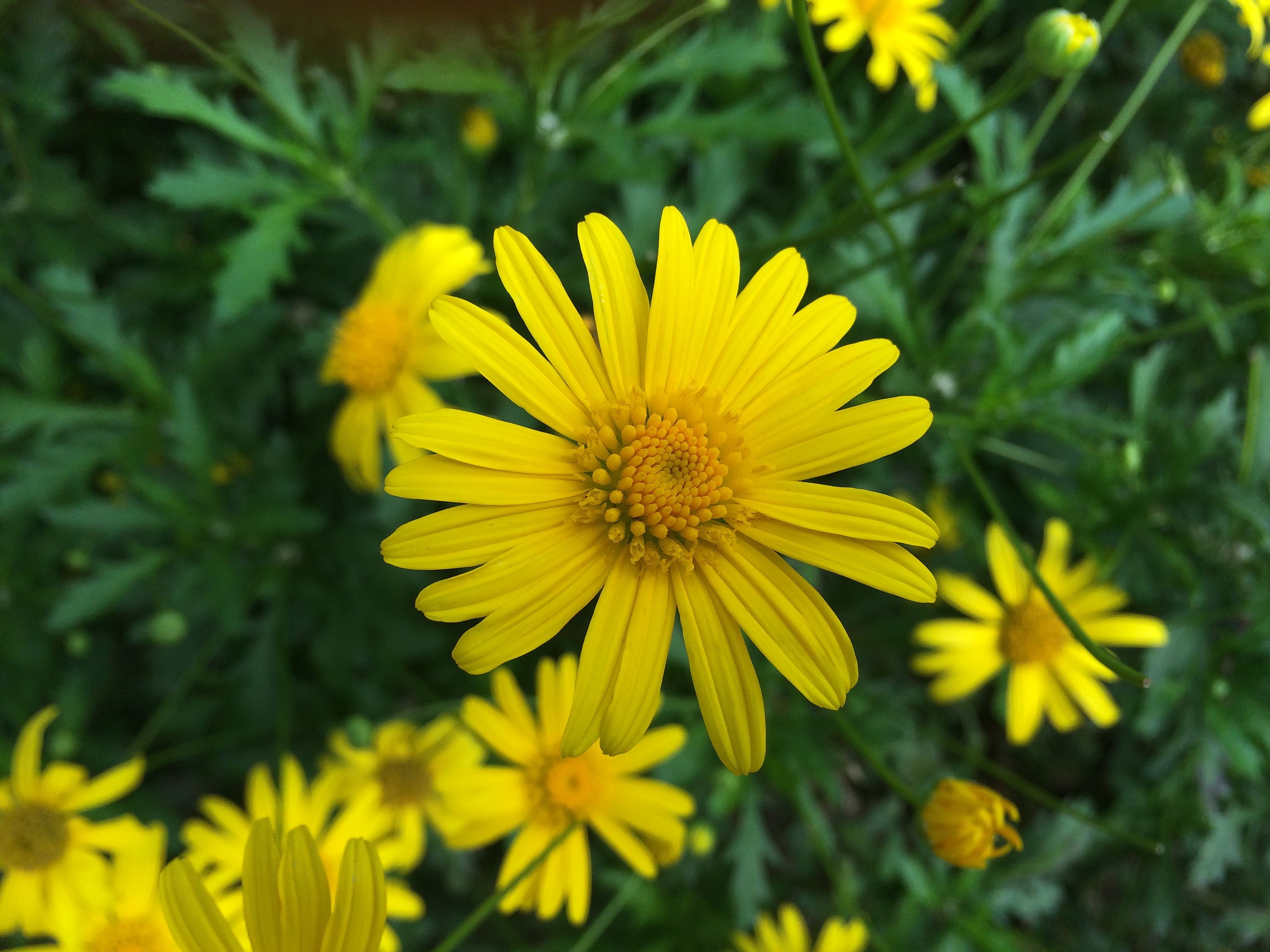 Kostenloses Foto Zum Thema Bl hen Blumen Bl te