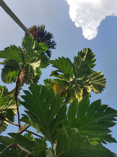 Free Low angle view of lush tropical leaves with clear sky and clouds. Stock Photo