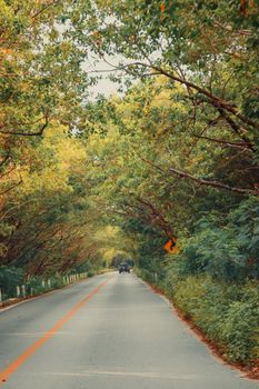 Picturesque road in Chelem, Mexico lined with lush green trees forming a natural tunnel.