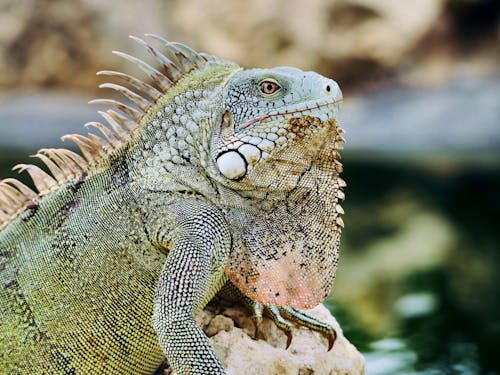 Ücretsiz hayvan, hayvan fotoğrafçılığı, iguana içeren Ücretsiz stok fotoğraf Stok Fotoğraflar