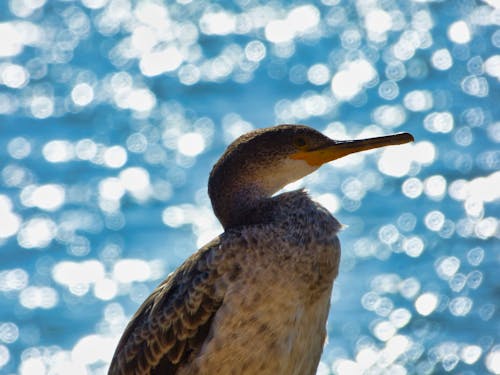 Photos gratuites de bokeh, cormoran, faune