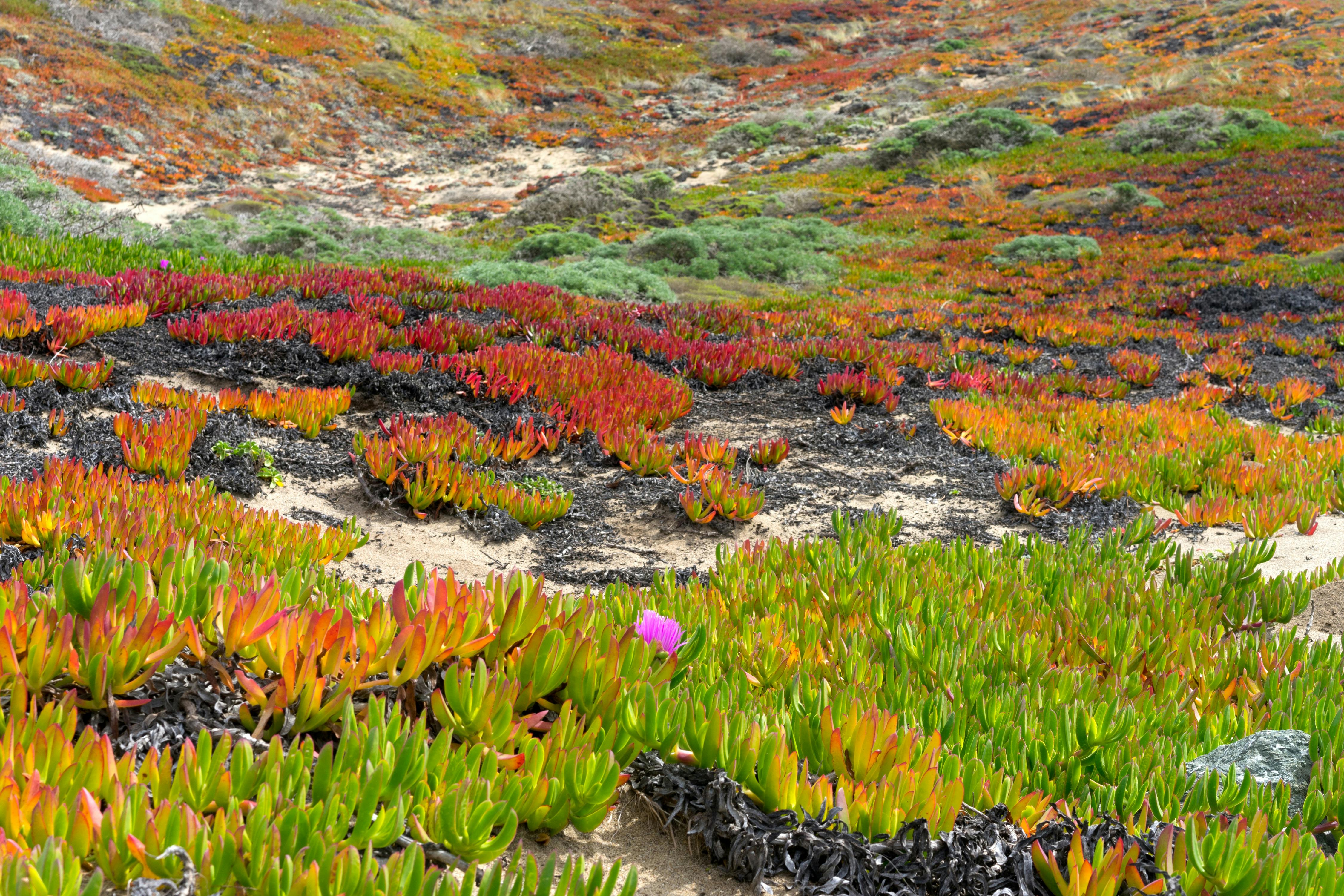 What color means sorry?