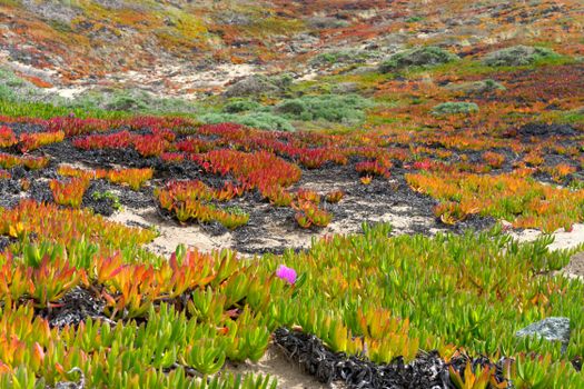 Vibrant ice plant succulents cover a hillside in a colorful natural display.