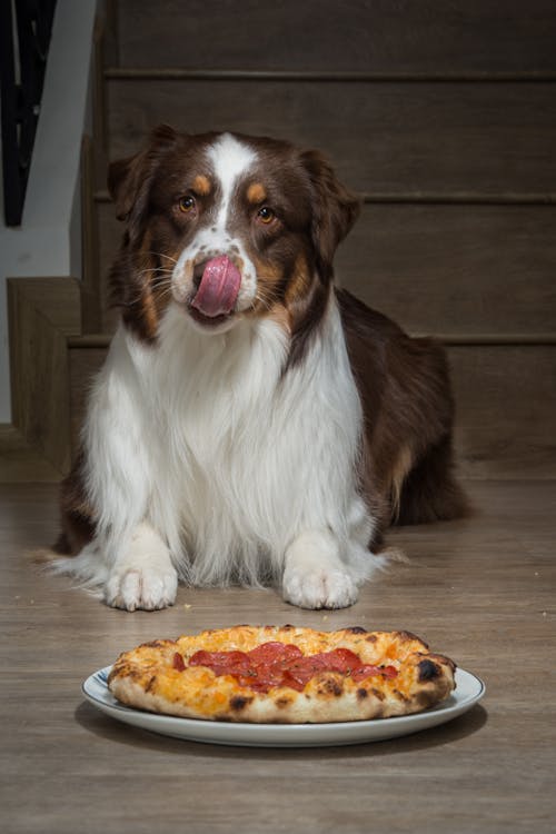 An Australian Shepherd Lying on the Floor