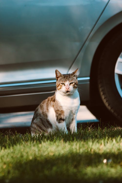 A Brown and White Tabby Cat Sitting on the Grass