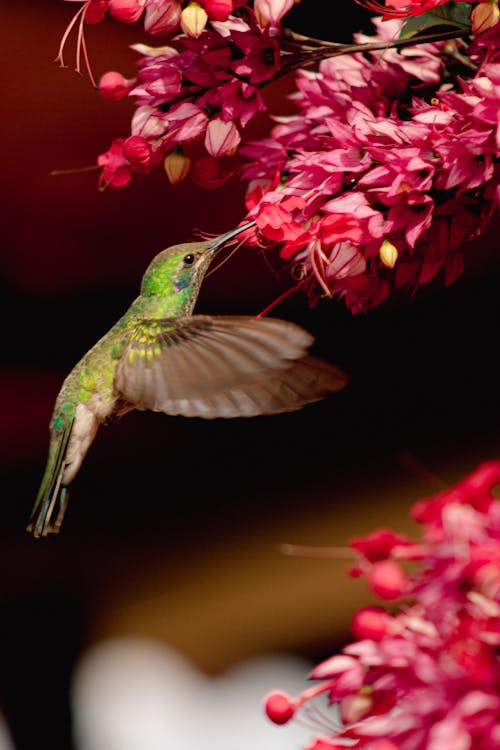 Fotobanka s bezplatnými fotkami na tému červené kvety, fotografovanie vtákov, kolibrík