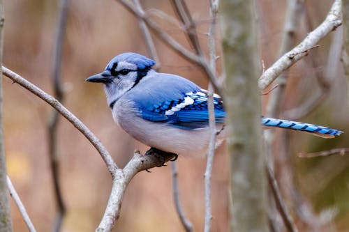 A Blue Jay Perched on a Tree Branch