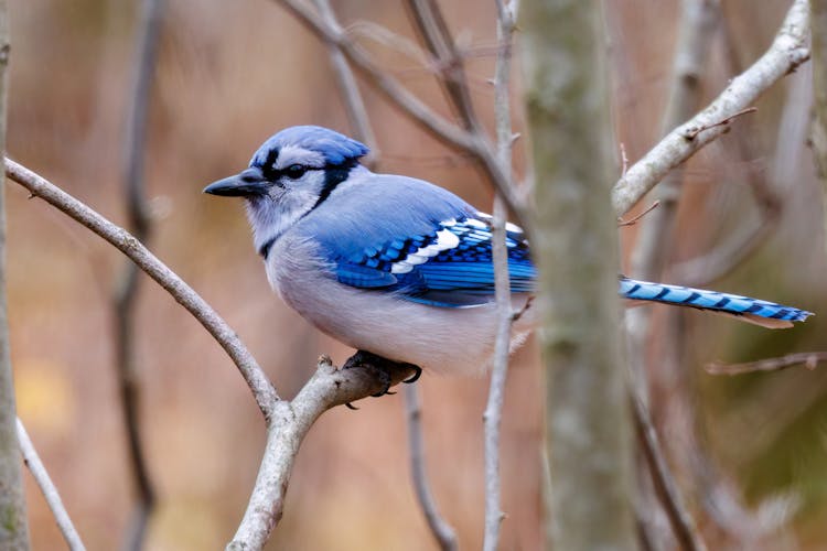 A Blue Jay Perched On A Tree Branch