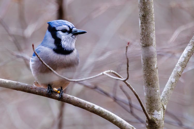 A Blue Jay Perched On A Tree Branch