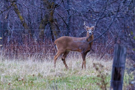 Majestic white-tailed deer standing in autumn forest clearing.