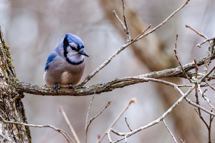 A Blue Jay Perched On A Tree Branch