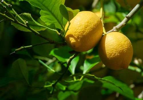 Free Close-up of ripe lemons on a tree branch against lush green leaves in Palafrugell, Spain. Stock Photo