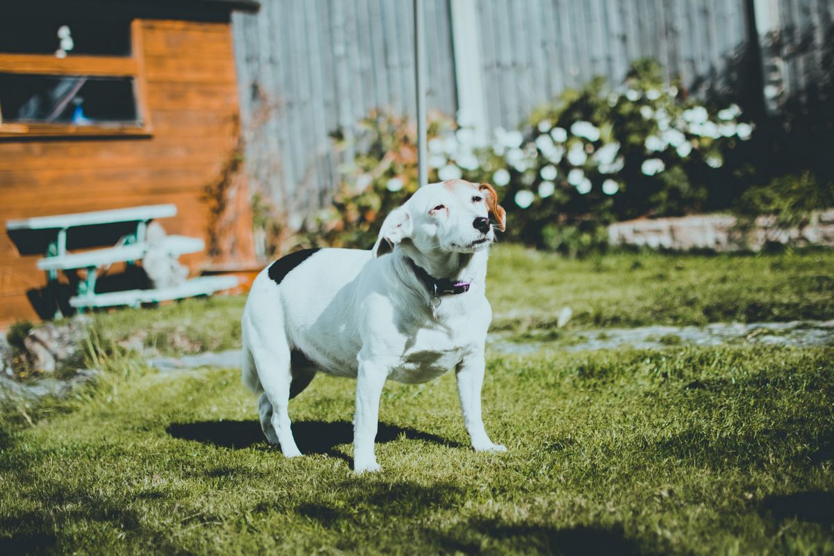 White and brown dog standing on a sunny backyard lawn
