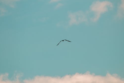 Bird Flying in Blue Sky